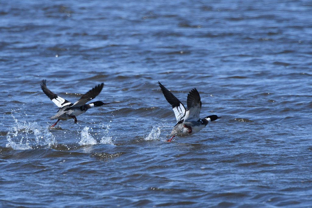 Duck, Red-breasted Merganser, 2018-04210006 Parker River NWR, MA.JPG - Red-breasted Merganser. Parker River National Wildlife Refuge, MA, 4-21-2018